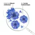 Bleuet Patchs yeux lissants hydro-gel Bleuet Klorane 7 unités