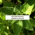 Gommage Naturel Cuir Chevelu Mon Shampoing