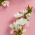 Eau de Parfum Fleur de Cerisier Solinotes 15ml