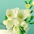 Eau de Parfum Thé Blanc Solinotes 15ml