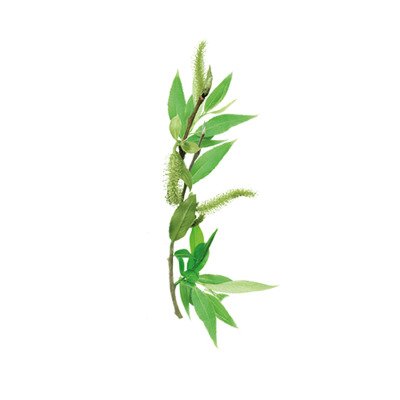 Shampooing Antipelliculaire Nat&Nove Bio